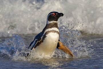 Penguin in the water. Bird playing in sea waves. Sea bird in the water. Magellanic penguin with...