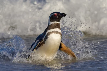 Fototapeten Penguin in the water. Bird playing in sea waves. Sea bird in the water. Magellanic penguin with ocean wave in the background, Falkland Islands, Antarctica. © ondrejprosicky