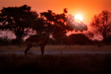 Impala - sunset in Africa wildlife. Beautiful impala in the grass with evening sun. Animal in the nature habitat.