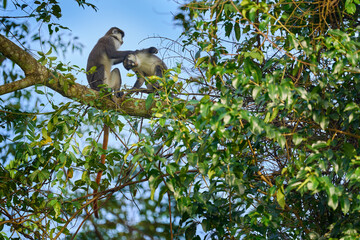 Red-tailed monkey Schmidt's guenon, Cercopithecus ascanius, sitting on tree in nature forest habitat, Kibale Forest NP, Uganda in Africa. Cute monkey with long tail on big tree branch, wildlife.