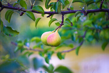 Ripe juicy pear on the tree, sweet fruit
