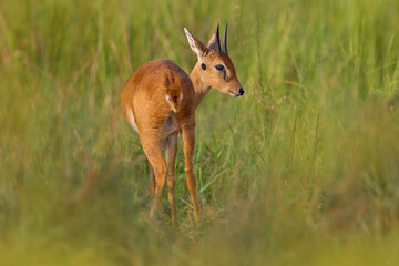 Steenbok, Raphicerus campestris, fire burned destroyed savannah. Animal in fire burnt place, Cheetah lying in black ash and cinders, Uganda, Africa. Hot season in Africa.