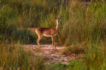 Steenbok, Raphicerus campestris, fire burned destroyed savannah. Animal in fire burnt place, Cheetah lying in black ash and cinders, Uganda, Africa. Hot season in Africa.