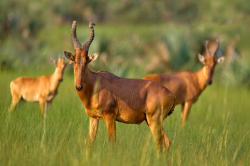 Naklejka na ściany i meble Lelwel hartebeest, Alcelaphus buselaphus lelwel, also known as Jackson's hartebeest antelope, in the green vegetation in Africa. Beest in Murchison Falls NP, Uganda. 