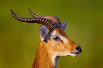 Antelope detail portrait. Ugandan kob, Kobus kob thomasi, rainy day in the savannah. Kob antelope in the green vegetation during the rain, Queen Elizabeth NP in Uganda, Africa. Cute antelope in the na