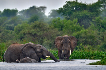 Fototapeta na wymiar Elephant in rain, Victoria Nile delta. Elephant in Murchison Falls NP, Uganda. Big Mammal in the green grass, forest vegetation. Elephant watewr walk in the nature habitat. Uganda wildlife, Africa.