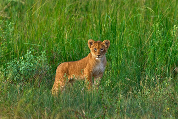 Cute lion cub baby, African danger animal, Panthera leo, detail Uganda in Africa. Cat in nature...