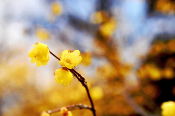 yellow autumn leaves