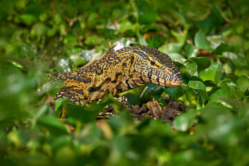 African Water Monitor Lizard, Varanus niloticus, detail head portrait of reptile in nature habitat, Nurchison NP, Victoria Nile. African leguan on the stone near the water.