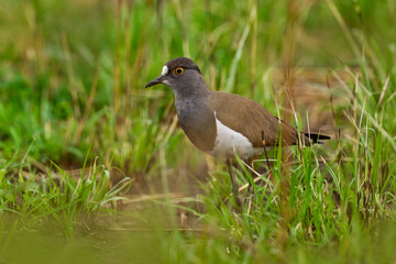 Senegal lapwing or lesser black-winged lapwing, Vanellus lugubris, bird in the green grass, Marchison NP in Uganda. Wildlife scene from nature. Grey white lapwing with red black bill, Africa
