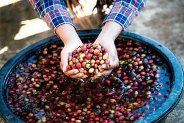 Cherry coffee beans harvest. Coffee beans in the fermentation and washing method of wet processing....