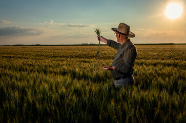 Naklejka na ściany i meble Portrait of senior farmer in wheat field at sunset.