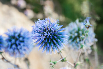 Vertical shot of a bee pollinating the echinops flower,Selective focus flower