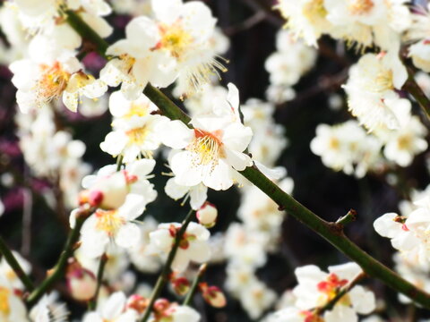 春の白い梅の花