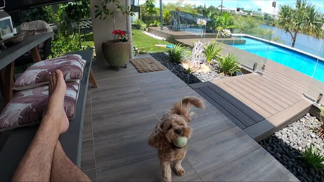 A sitting man casually throwing a ball to a small puppy Cavapoo that wags a tail then leaps to catch. Slow motion.