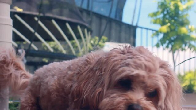 Excited puppy Cavapoo dog guarding a ball and looking up to the camera.