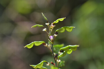 Close-up Hylodesmum podocarpum. Flowers and pods.