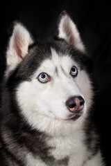 Siberian husky dog face on black background.