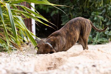 Amstaff terrier making holes in a garden.