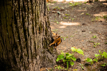 A Squirrel On A Tree Trunk Looks In The Park