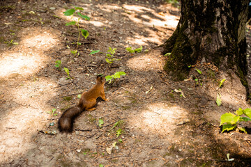 a squirrel sits on the ground near a tree in the park in summer