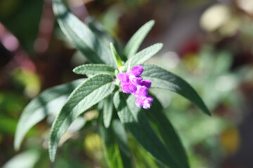 Obraz premium 紫色の花