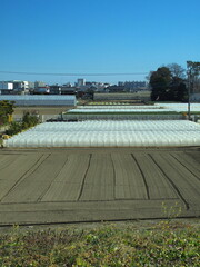 江戸川土手から見た早春の近郊の野菜畑風景