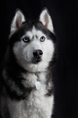 Siberian husky dog face on black background. Blue-eyed husky dog studio portrait.