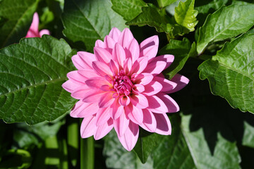 ピンク色の花　ダリア