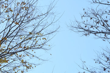 葉が散った樹木