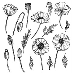 Outline poppies. Vector illustration. For design, card, invitation