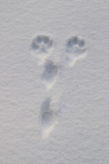 animal tracks in the snow