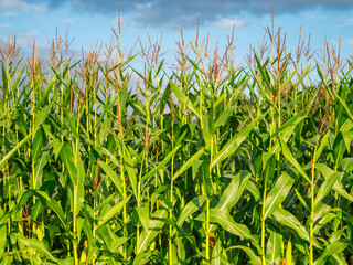 Corn plants close-up frontal