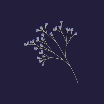 Sea lavender, Limonium flowers twig. Dry floral plant Statice. Small Caspia blooms on sprig for decoration. Gentle pretty wild field flora. Isolated botanical flat vector illustration