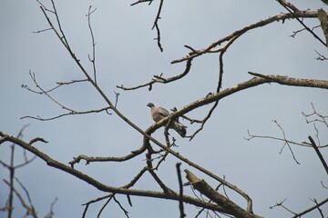 crow on a tree