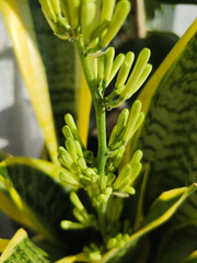 blooming beautiful indoor plant sansevieria, pike tail flower
