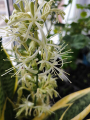 blooming beautiful indoor plant sansevieria, pike tail flower