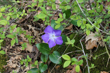 Wild violet close up view.Outdoor shot in Mediterranean scrub with green and brown bush and wild moss in the background.