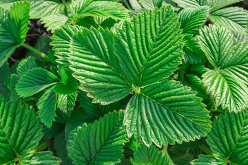 Background of green fresh strawberry leaves growing on the garden bed. Strawberry garden, top view. High quality photo
