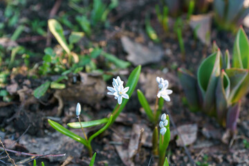 Little white flower. White Scilla or Bluebell. Selective focus