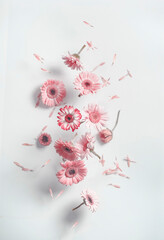 Flying pink daisy flowers at white wall background with shadows. Falling petals from summer flowers. Front view.