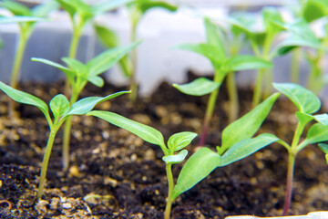 Young small seedlings in a greenhouse. Selective focus