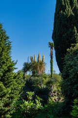 Dry and green foliage of Nolina longifolia or Beaucarnea longifolia among palms and cacti on Mexican hill. Adler Arboretum 