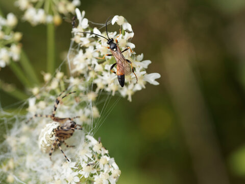 Ichneumon suspiciosus | Gu&ecirc;pe parasito&iuml;de ou ichneumon, abdomen p&eacute;tiol&eacute;, noir et orang&eacute;, t&acirc;che blanche sur le thorax ou scutellum
