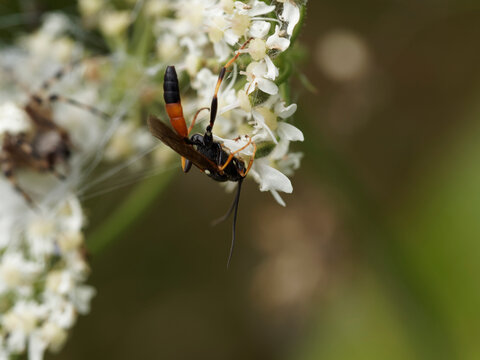 Gu&ecirc;pe parasito&iuml;de ou ichneumon (Ichneumon suspiciosus)