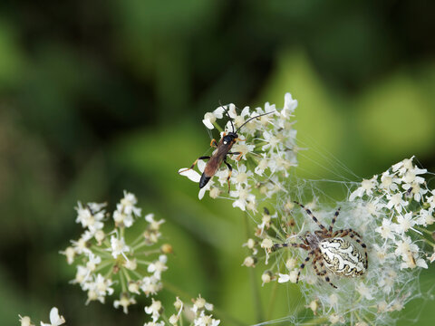 Ichneumon suspiciosus | Gu&ecirc;pe parasito&iuml;de ou ichneumon, abdomen p&eacute;tiol&eacute;, noir et orang&eacute;, t&acirc;che blanche sur le thorax ou scutellum