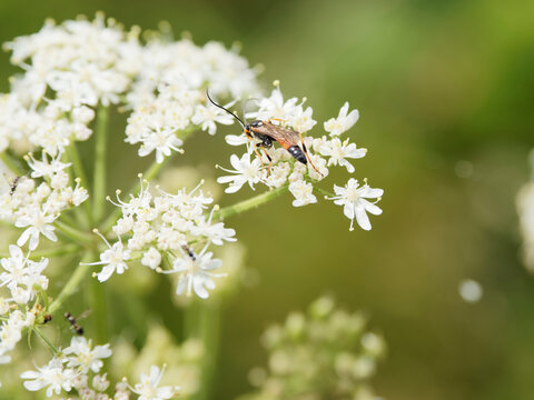 Gu&ecirc;pe parasito&iuml;de ou ichneumon (Ichneumon suspiciosus)