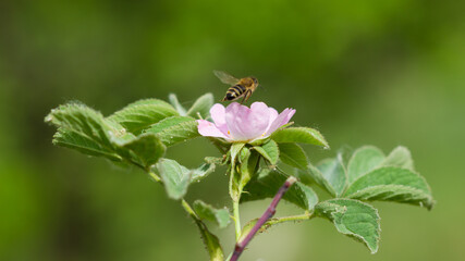 The cinnamon rose (lat. Rosa majalis), of the family Rosaceae. Central Russia.