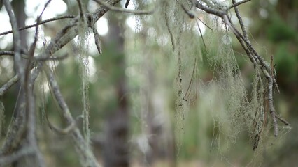 Lace lichen moss hanging, trees branches in forest. Deep surreal wood, fairy old grove or fantasy...