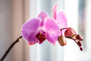 orchids grow on a window on a light background